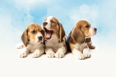 beaphar lactol puppy milk