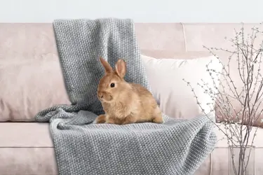 beaphar rabbitcomfort helpt konijnen op hun gemak te voelen