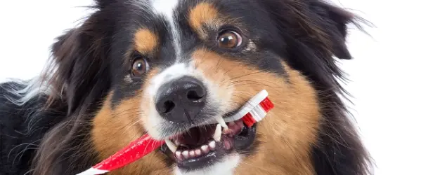 Gebitsverzorging bij hond en kat